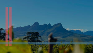 The Importance of Website Investment for Businesses in the Helderberg and Somerset West Region - Graphic depicting business growth with website icon overlay.